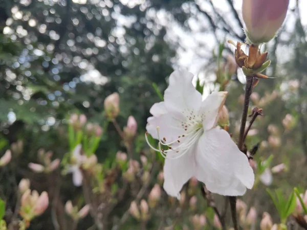 Flor Rododendro Parque —  Fotos de Stock