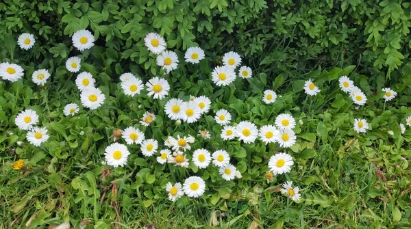 Wilde Kamille Tussen Het Groene Gras — Stockfoto