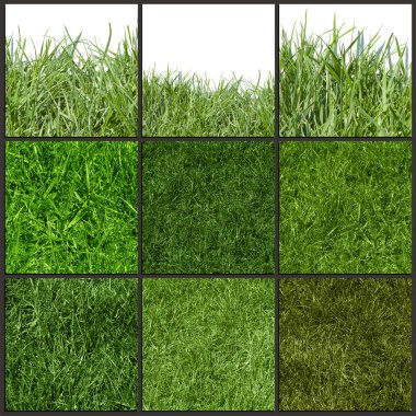 Yeşil çim dokusu, topluluğu yakın çekim.