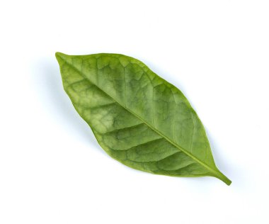 Beyaz arkaplanda Arap kahve yaprağı