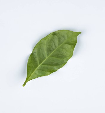 Beyaz arkaplanda Arap kahve yaprağı