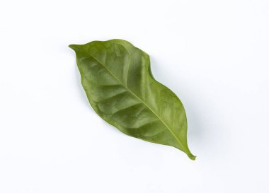 Beyaz arkaplanda Arap kahve yaprağı