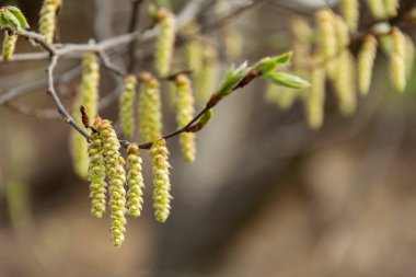 Huş ağacının küçük bir dalı..