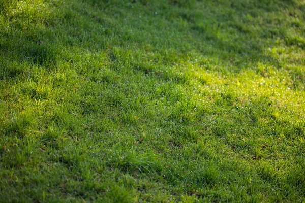 Green Meadow Lawn Useful Grass Background — Stock Photo, Image