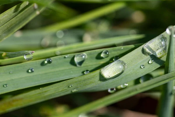 Green sappy grass after rain with dew drops