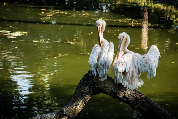 Una Bandada Pájaros Pelícanos Blancos Agua — Foto de Stock