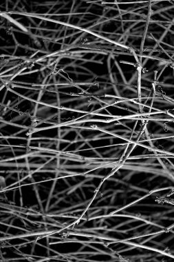 Buz kaplı ağaç dalları Bir buz fırtınasından.