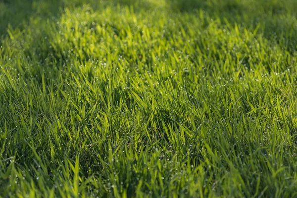 Зеленый Луг Лужайка Полезны Качестве Травяного Фона — стоковое фото