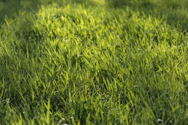 Yeşil çayır ya da çimen arka plan olarak kullanışlı.