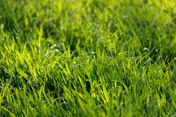 Зеленый Луг Лужайка Полезны Качестве Травяного Фона — стоковое фото