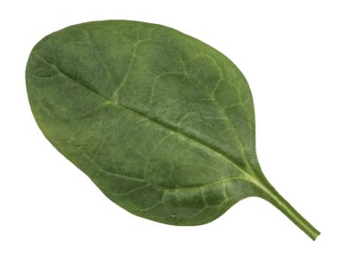 Beyaz arka planda ıspanak izole edilmiş. Kapat..