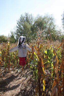 Kırsalda bir sebze bahçesinde korkuluk.