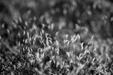 Yeşil çayır ya da çimen arka plan olarak kullanışlı.