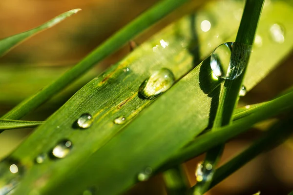 Green sappy grass after rain with dew drops