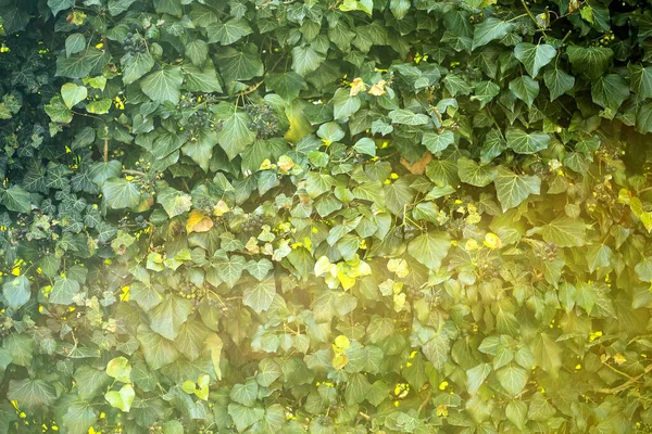 Plants Weeds Edge Cliff — Stock Photo, Image