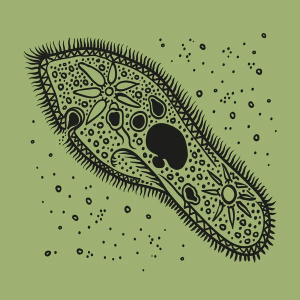 Infusoria Pantofle Vektorová Ilustrace Bakterie Špína — Stockový vektor