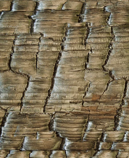 Brown wood texture. Abstract background. — Stock Photo, Image