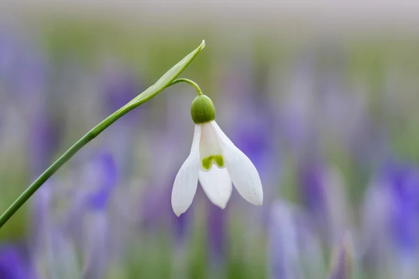 One snowdrop flower isolated — Stock Photo, Image