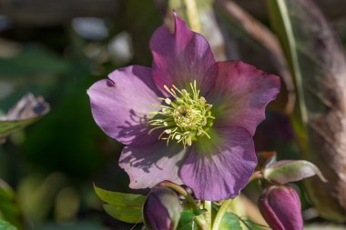 Patlıcan helleborus niger Noel gül, renkli