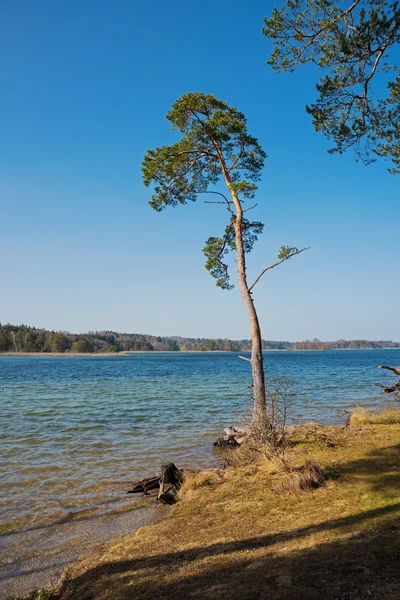 Pine tree at the lake shore fohnsee, osterseen, bavaria — Stock Photo, Image