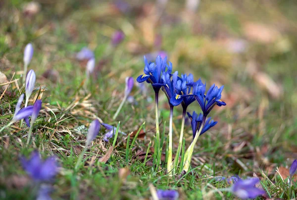 Grupo de bandeiras anãs azuis, iris reticulata — Fotografia de Stock