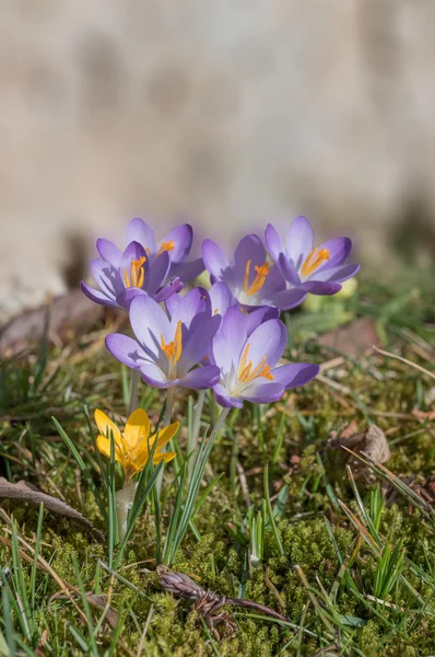 Gruppe von Frühlingskrokussen auf der Wiese, steinerner Hintergrund. — Stockfoto