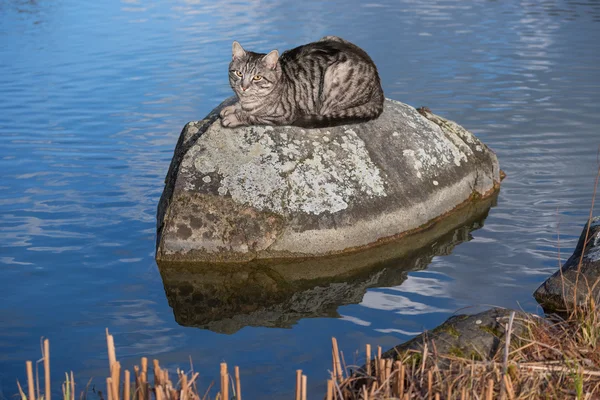 Mourovatá kočka sedící na kameni v rybníku — Stock fotografie