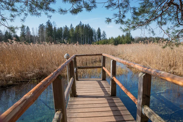 Wooden boardwalk with view to blue fount in the swamp — Stock Photo, Image