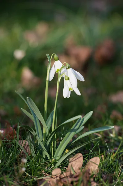 Schneeglöckchen im Park — Stockfoto