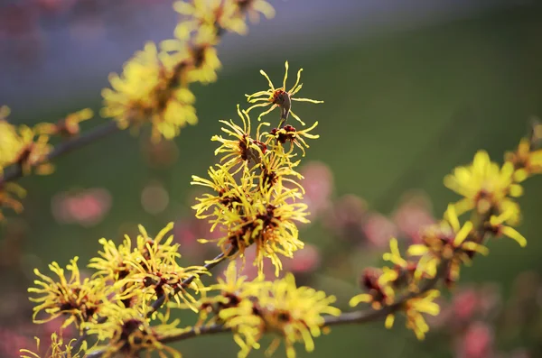 Nocciola di strega in fiore, hamamelis intermedia — Foto Stock