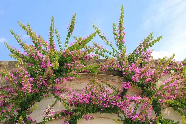 Bougainvillea rambler plant on a house facade — Stock Photo, Image