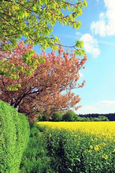 Paisagem de primavera com campo de estupro e cerejeiras — Fotografia de Stock