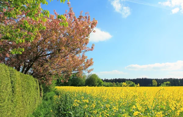 Paisagem de primavera com campo de estupro e cerejeiras — Fotografia de Stock