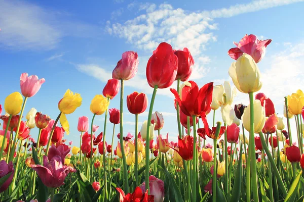 Campo de tulipán para auto corte, varios colores —  Fotos de Stock