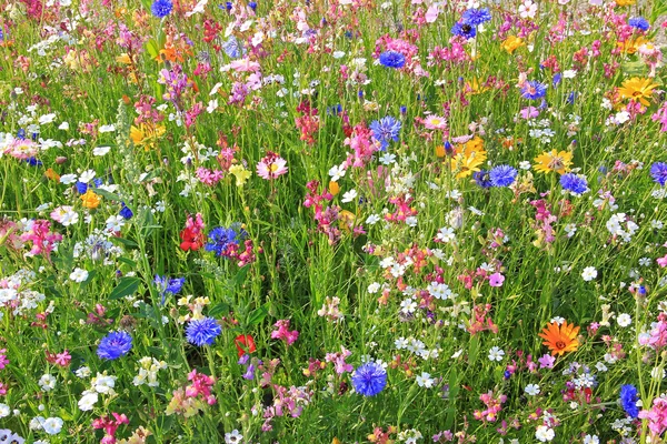 Prado de flores com várias flores coloridas — Fotografia de Stock