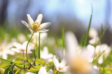 Beyaz anemone nemorosa, Bahar çiçek