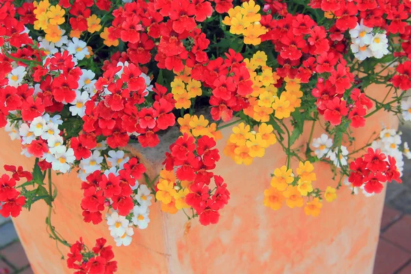 Květináč s nemesia letní květy v smíšené barvy — Stock fotografie