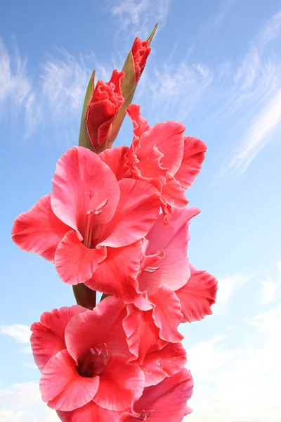 Rosa gladiola blomma agains blå himmel — Stockfoto