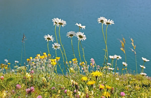 Alpesi virágos rét, a tó partján lunersee, Ausztria — Stock Fotó