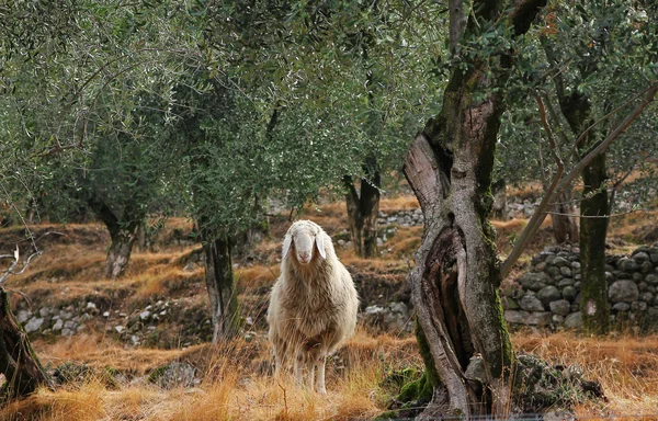 Ovelhas lanosas no olival — Fotografia de Stock