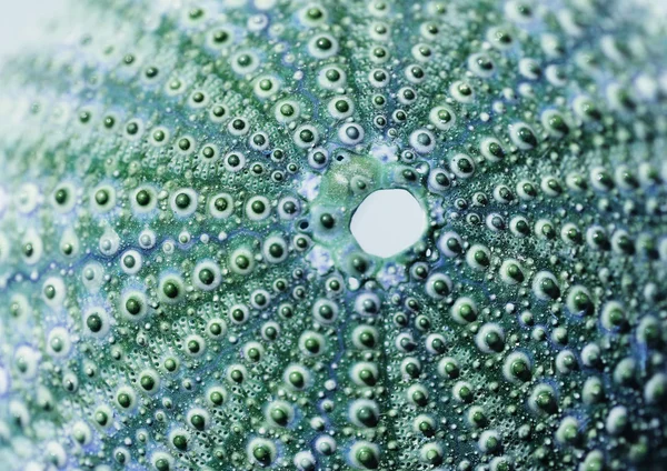 Viz ježka v modré a zelené barvy — Stock fotografie