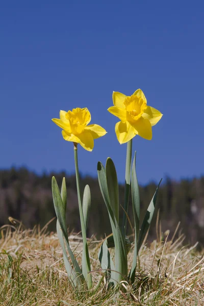 Two yellow narcissus at alpine meadow — Stock Photo, Image