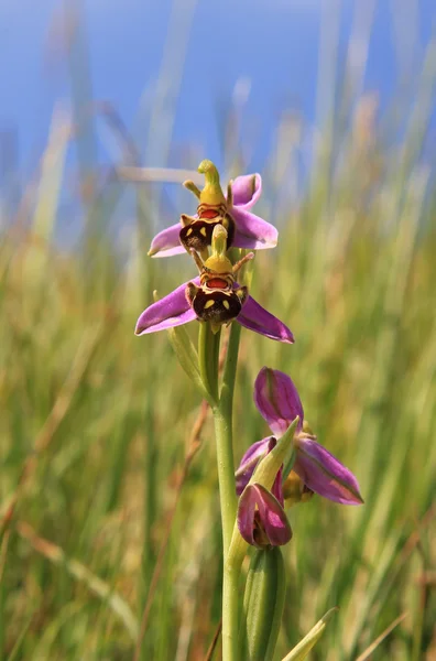 Orquídea de abeja ophrys apifera, flor silvestre en el Reino Unido — Foto de Stock