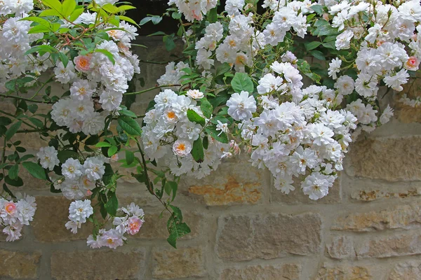 Roses rambler blanches suspendues sur un mur de pierre — Photo