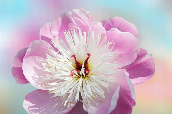 Uma flor peeony e fundo pastel macio — Fotografia de Stock