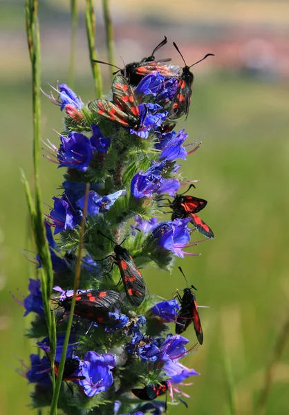 Plante d'asclépiade avec beaucoup de papillons nocturnes à six points — Photo
