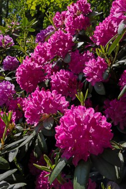 ormangülü bush bahçede bayındır