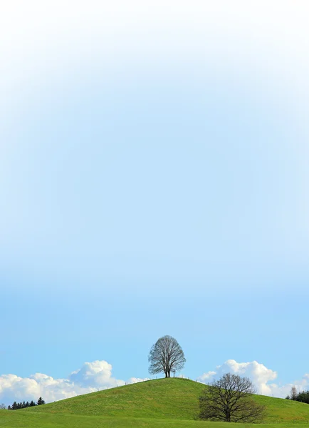 A dombtetőn, kék színátmenet égre magányos hársfa — Stock Fotó