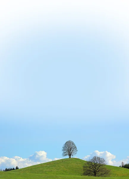 Tilo solitario en la cima de la colina, cielo azul degradado —  Fotos de Stock