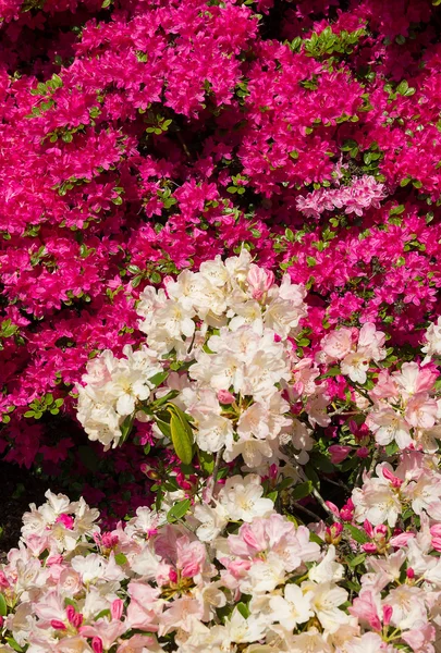Pink azalea og hvid rhododendron - Stock-foto